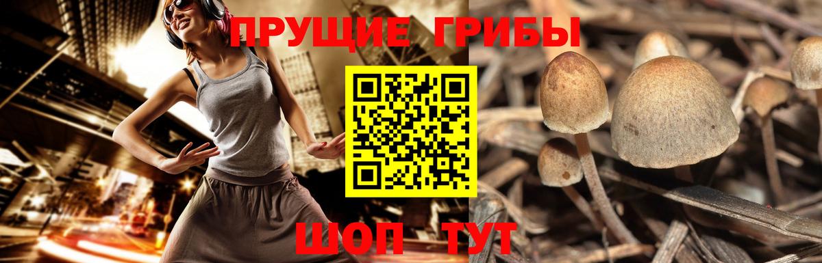 Псилоцибиновые грибы мицелий  Вход с VPN  Асино  Псилоцибиновые грибы ЛСД 